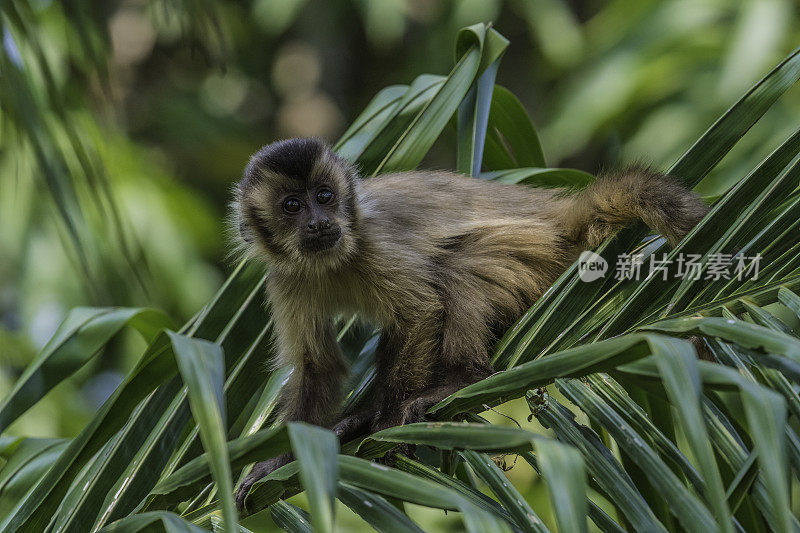 黑条纹卷尾猴(Sapajus libidinosus)，也被称为胡须卷尾猴，是一种来自南美洲的新世界灵长类动物。发现于巴西潘塔纳尔地区。